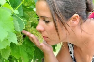 13 858 chateau haut fongrive (1)